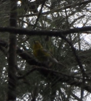 Pine Warbler - ML573756641