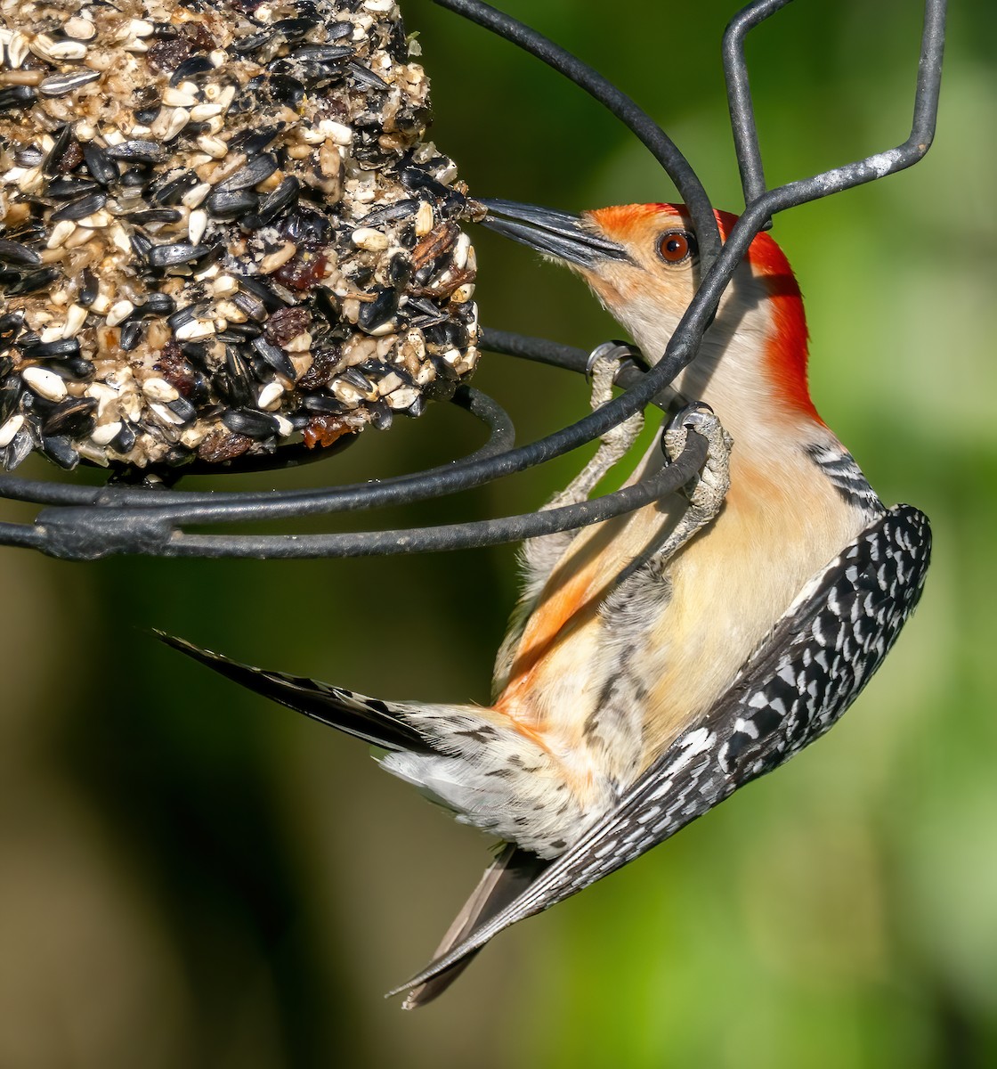Red-bellied Woodpecker - ML573756921