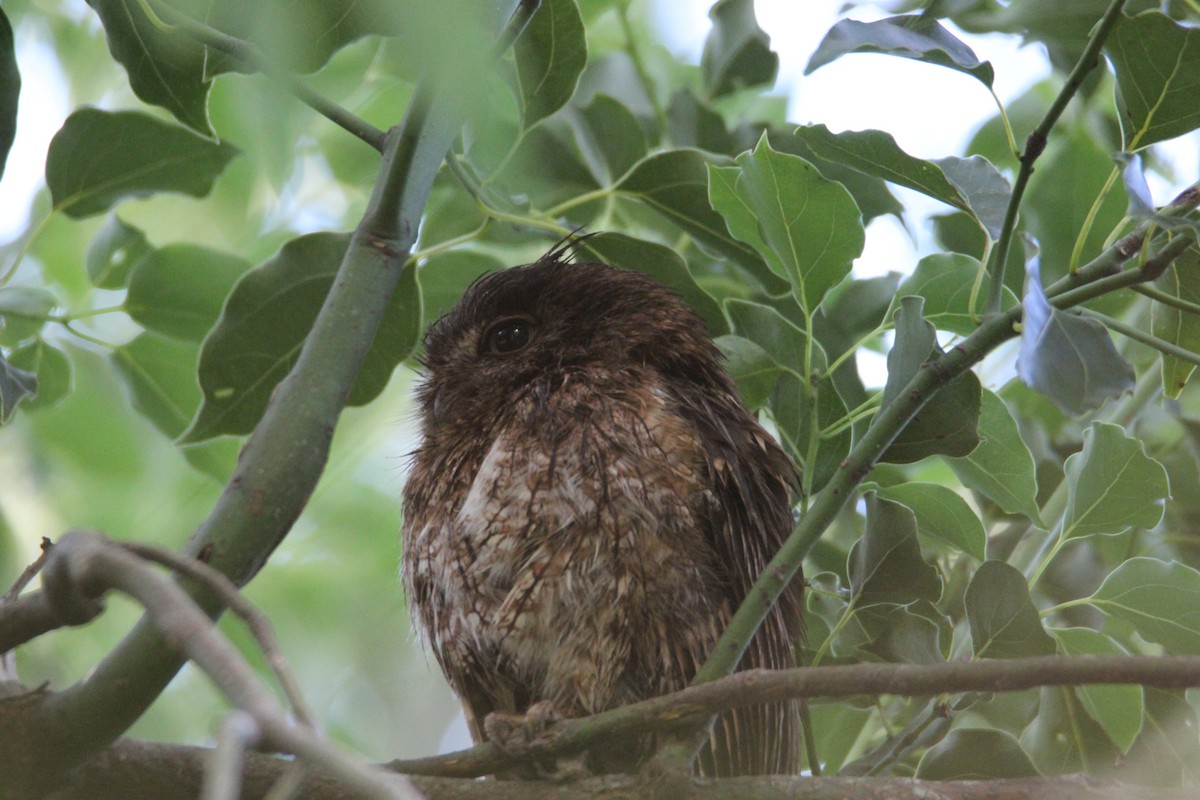 Eastern Screech-Owl - ML573756961