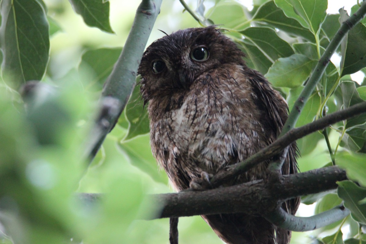 Eastern Screech-Owl - ML573756981