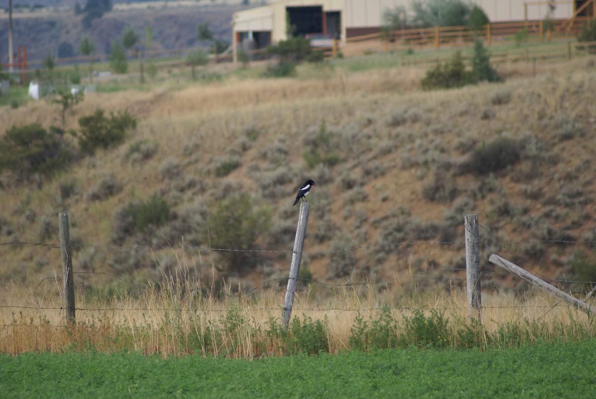 Black-billed Magpie - James Bozeman