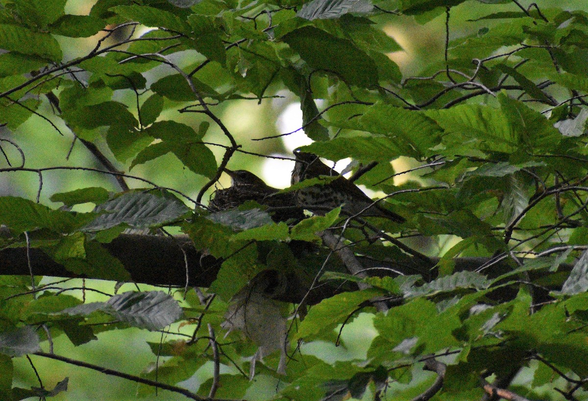 Wood Thrush - ML573758031