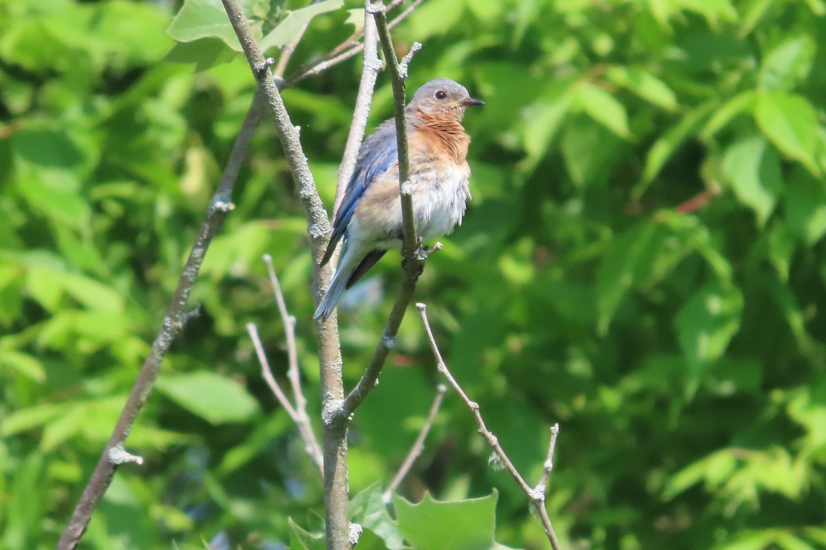 Eastern Bluebird - David Brinkman