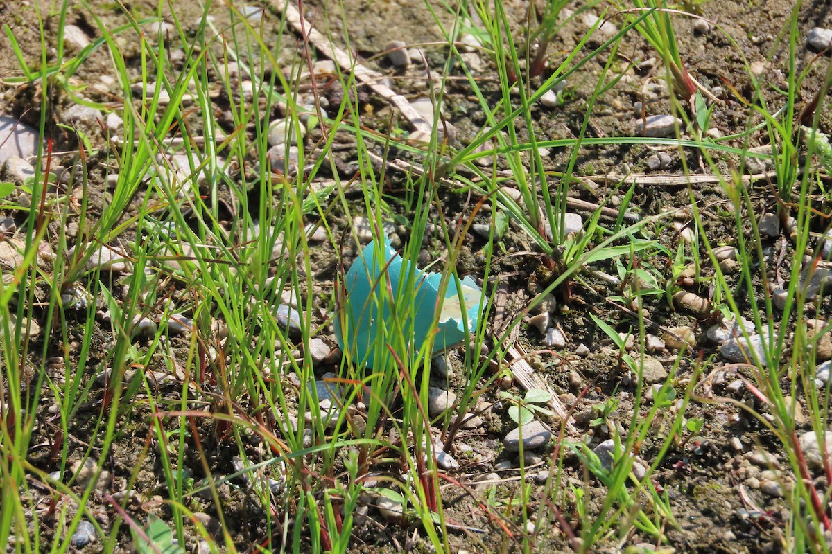 Eastern Bluebird - ML573758421