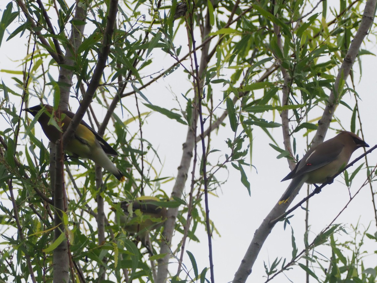 Cedar Waxwing - ML573758801