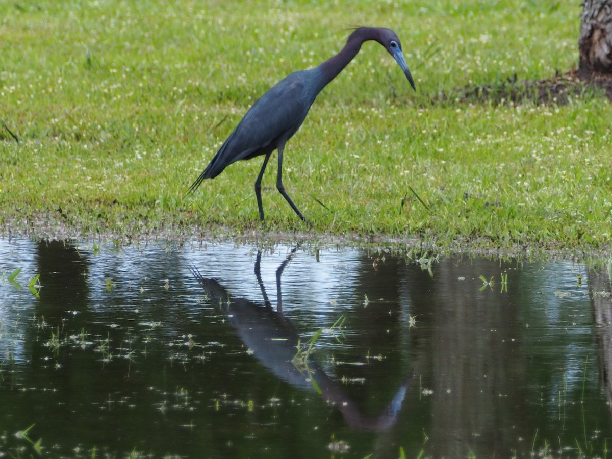 volavka modrošedá - ML573759681