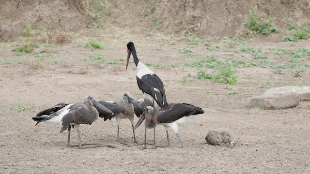 Saddle-billed Stork - ML573759781