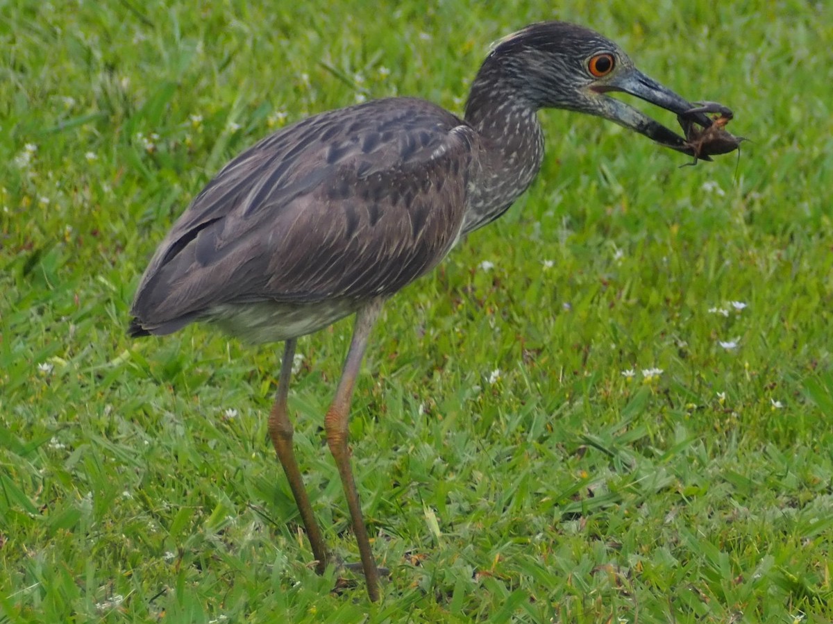 kvakoš žlutočelý - ML573760061