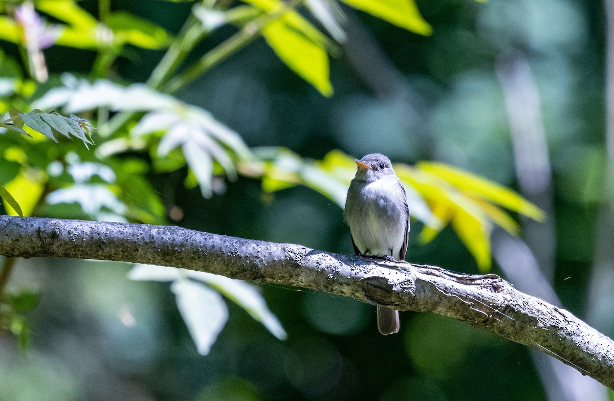 Eastern Wood-Pewee - ML573760121