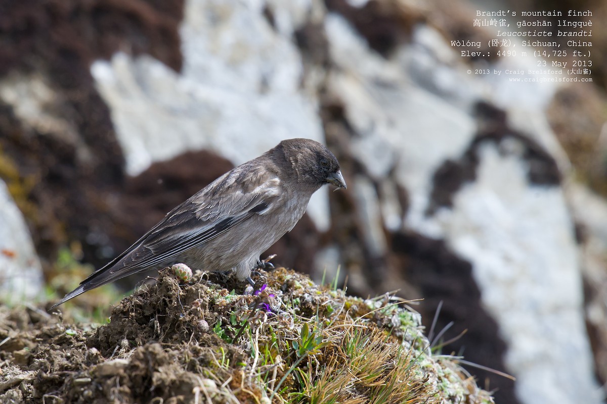 Black-headed Mountain Finch - ML57376031