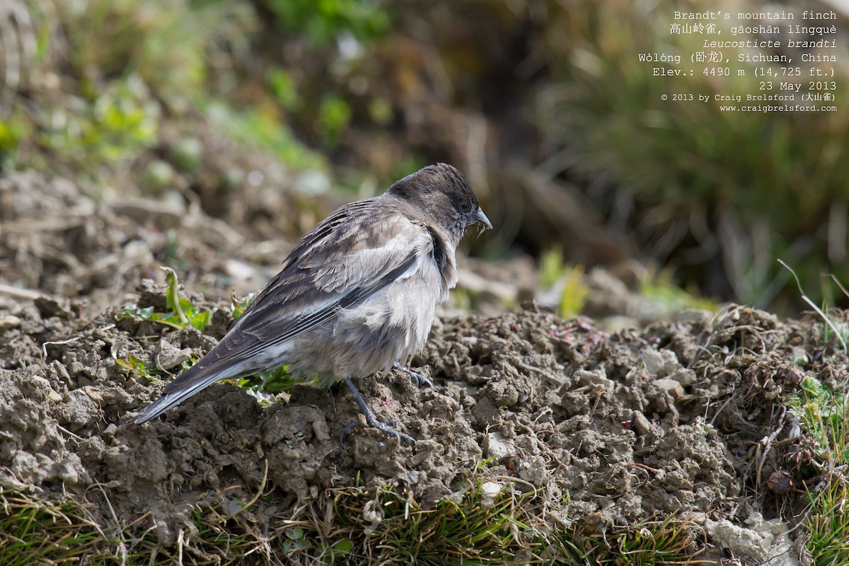 Black-headed Mountain Finch - ML57376061