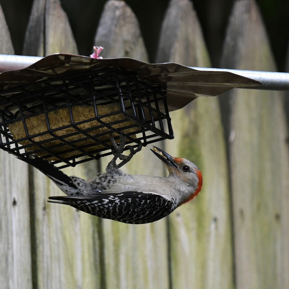 Red-bellied Woodpecker - ML573760621
