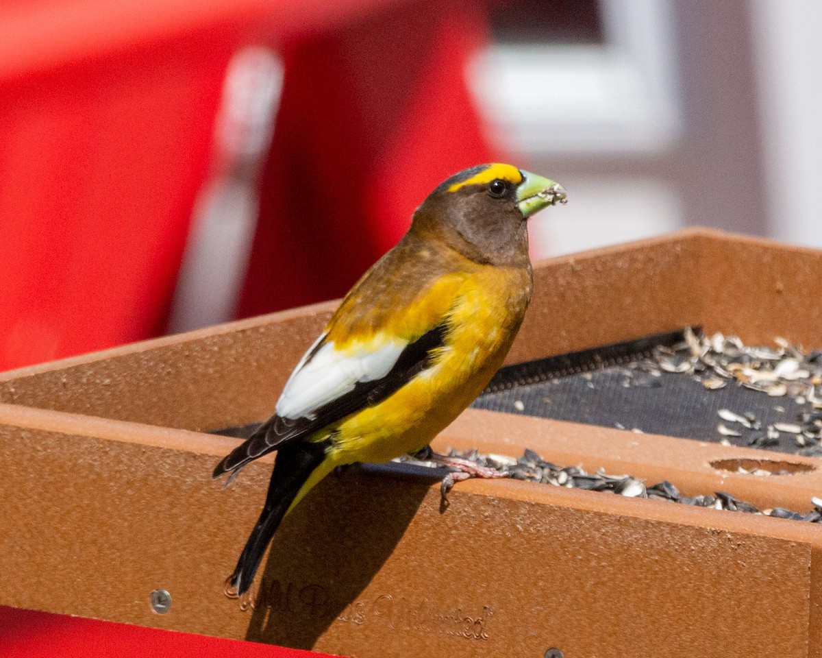 Evening Grosbeak - Pat Schiller