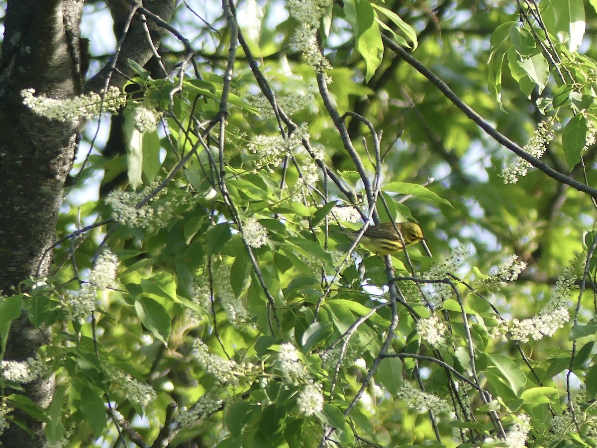 Prairie Warbler - Lisa Potash