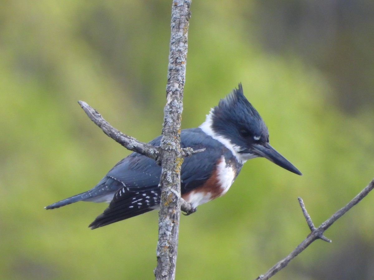 Belted Kingfisher - ML573761461