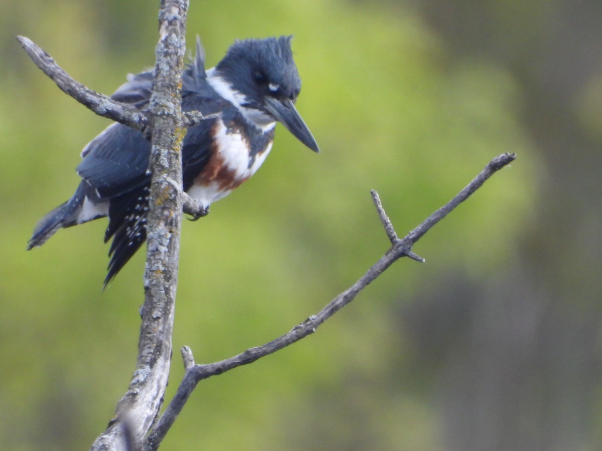 Belted Kingfisher - ML573761471