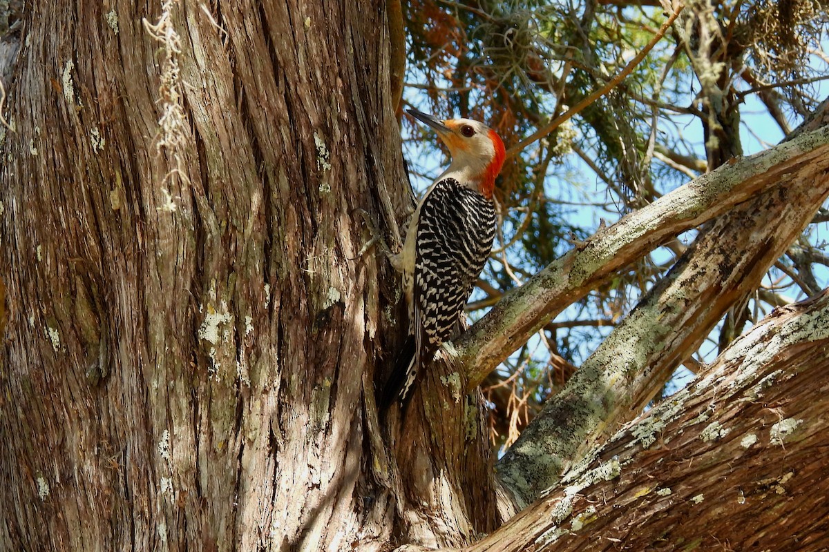 Red-bellied Woodpecker - ML573761621