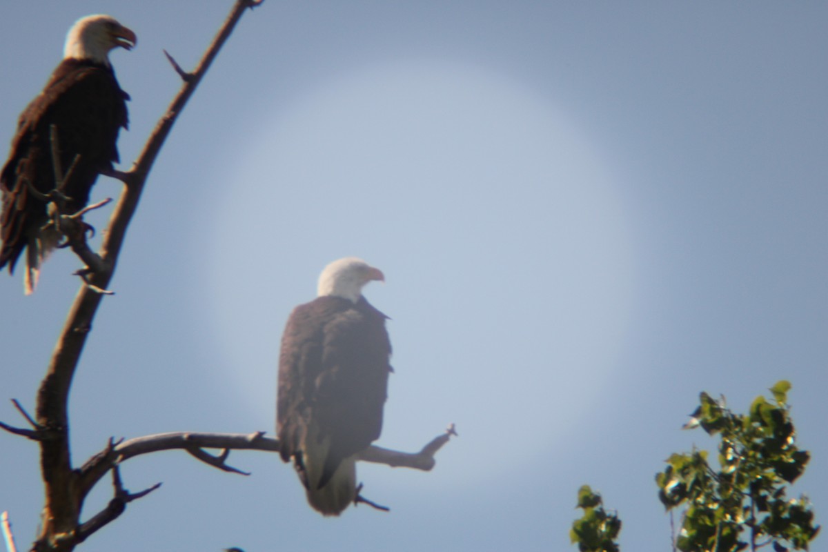 Bald Eagle - Dan Mackesy