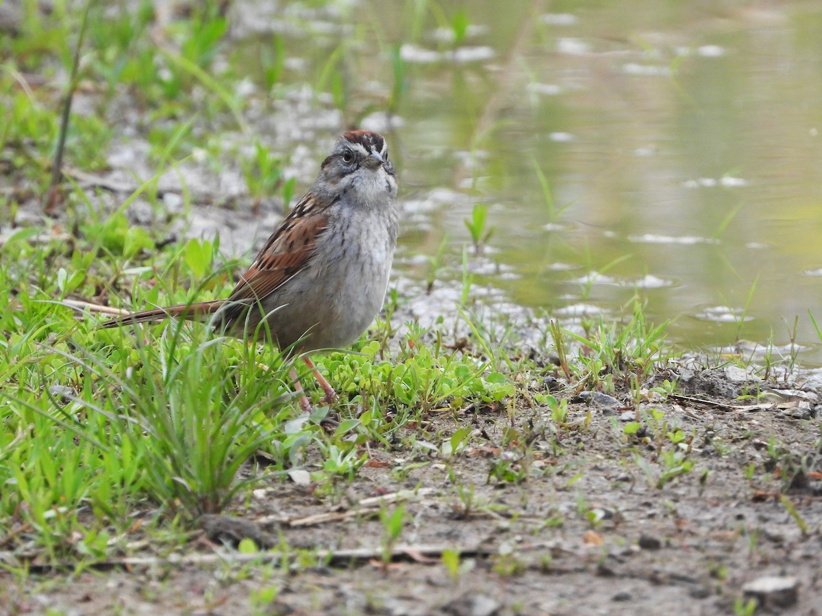 Swamp Sparrow - ML573762591