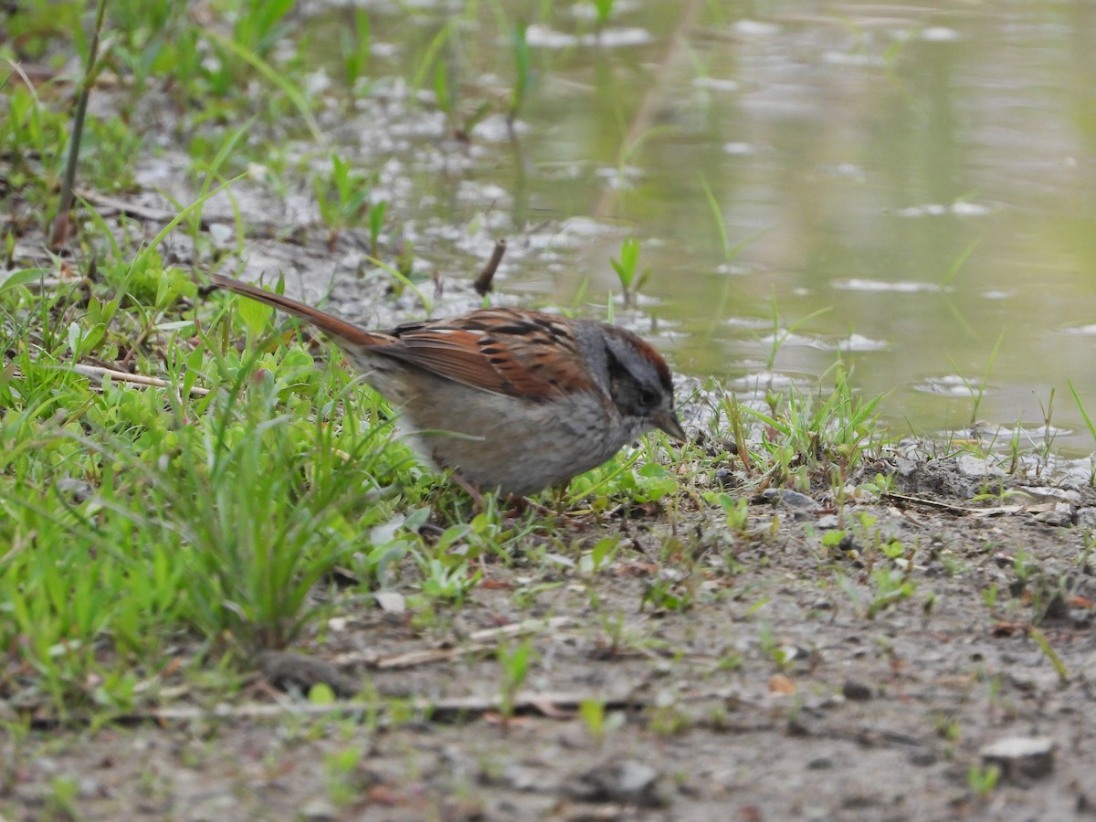 Swamp Sparrow - ML573762601