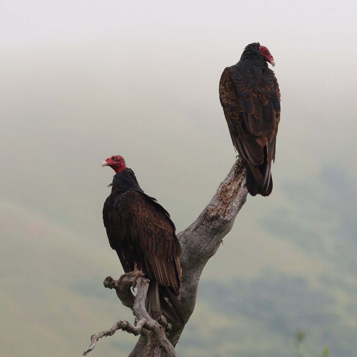 Turkey Vulture - ML573763111