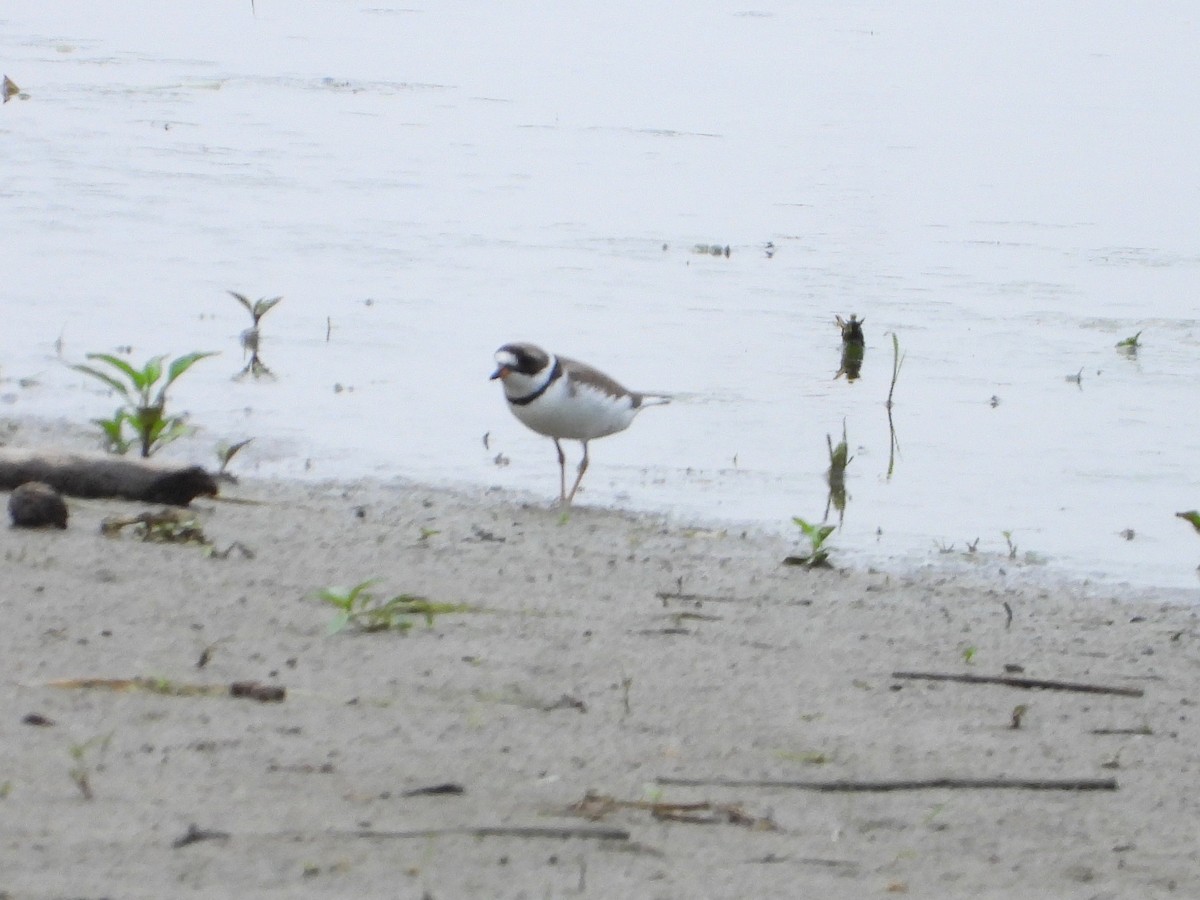 Semipalmated Plover - ML573763311