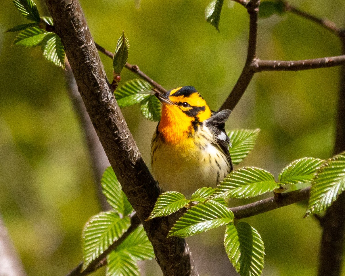 Blackburnian Warbler - Pat Schiller