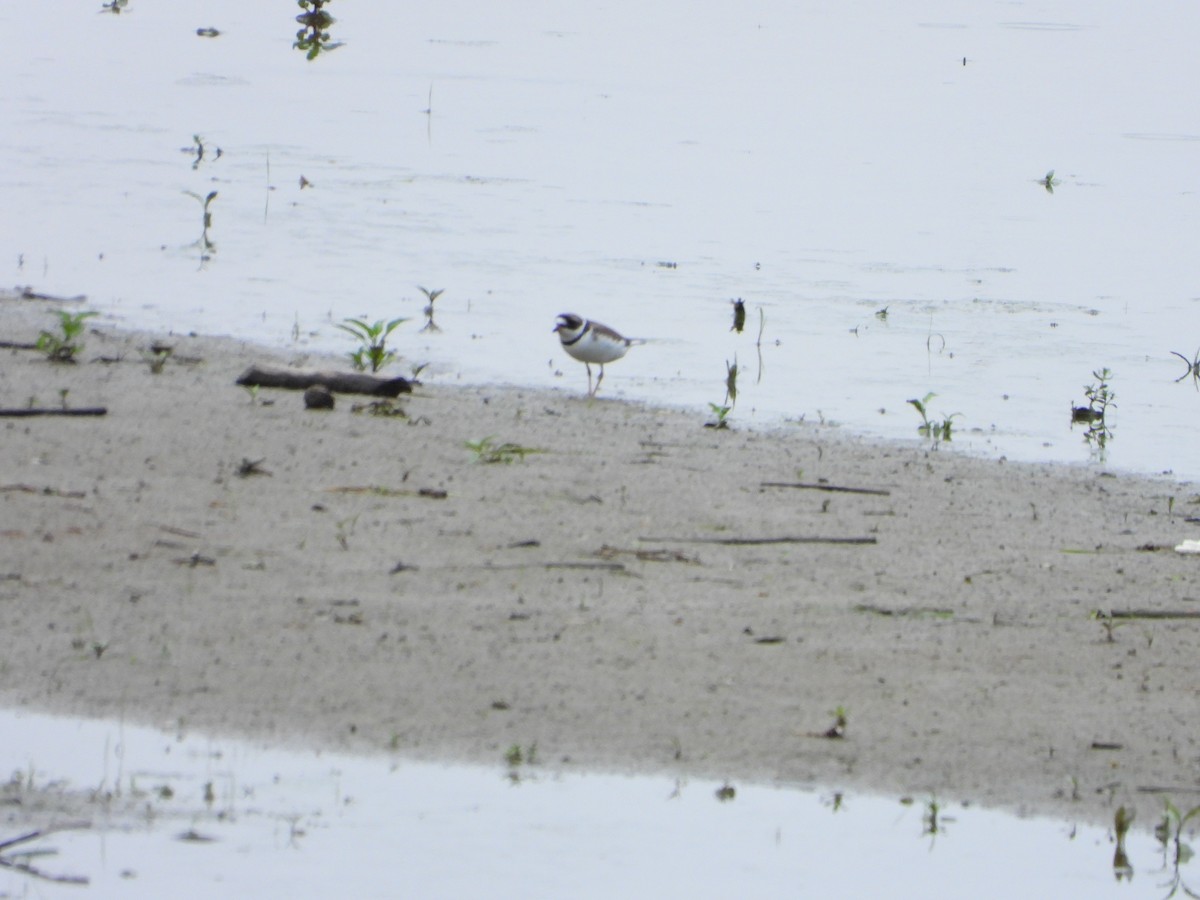 Semipalmated Plover - ML573763331