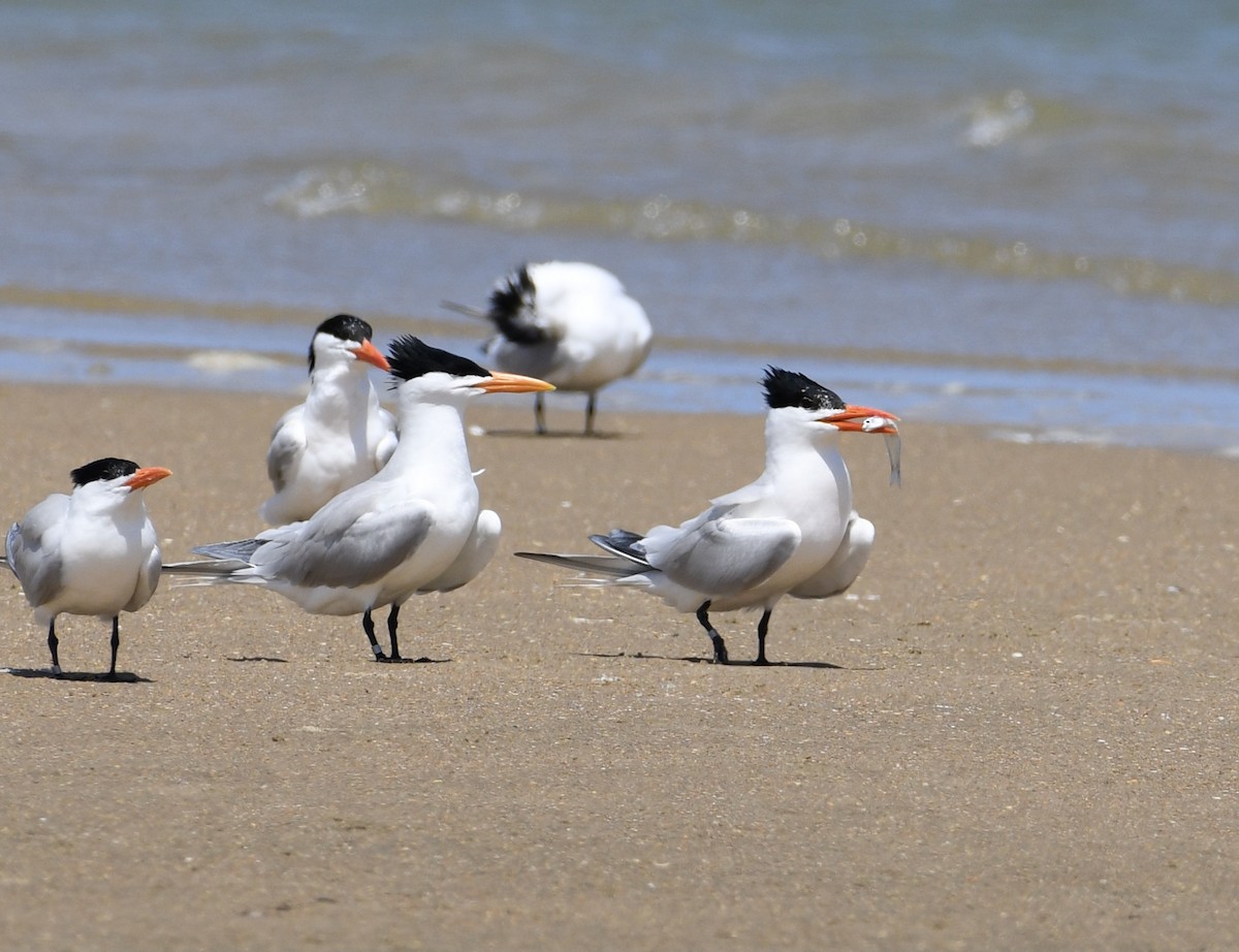 Royal Tern - Greg Hudson