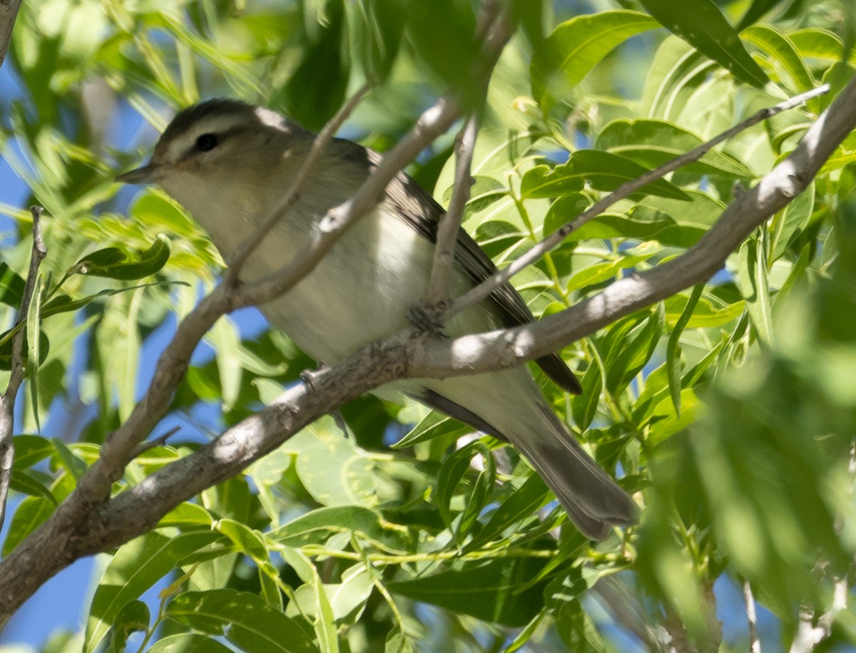 Ötücü Vireo - ML573764151