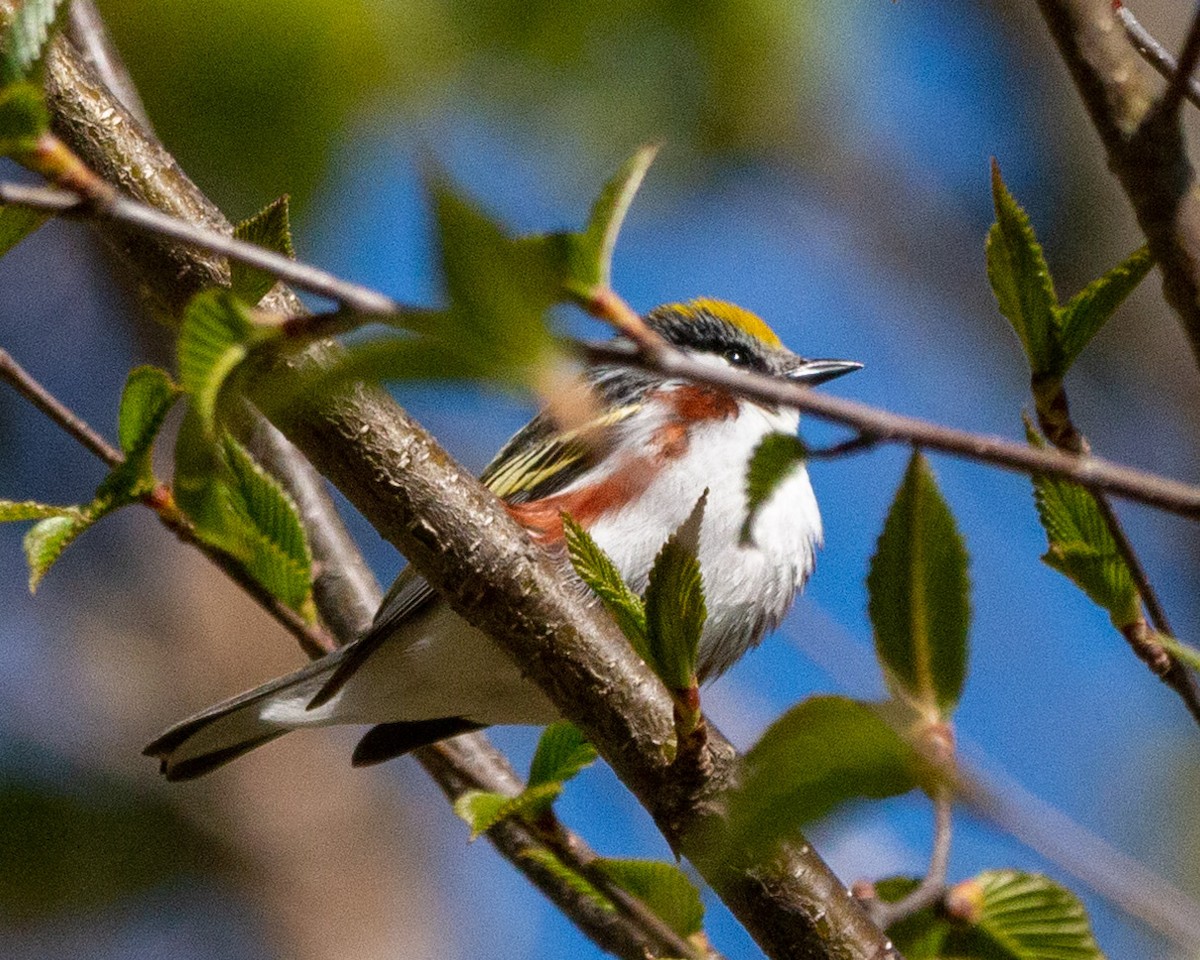 Chestnut-sided Warbler - ML573764451