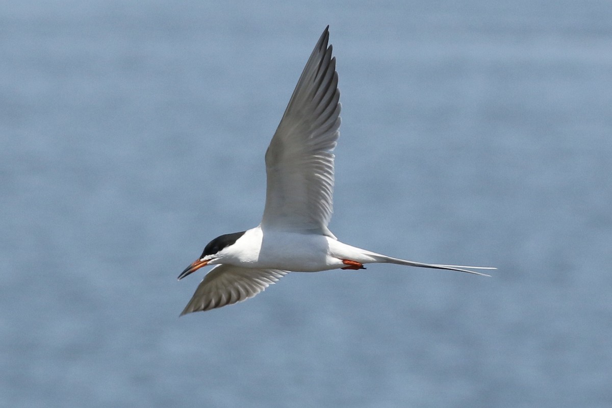 Forster's Tern - Russ Morgan