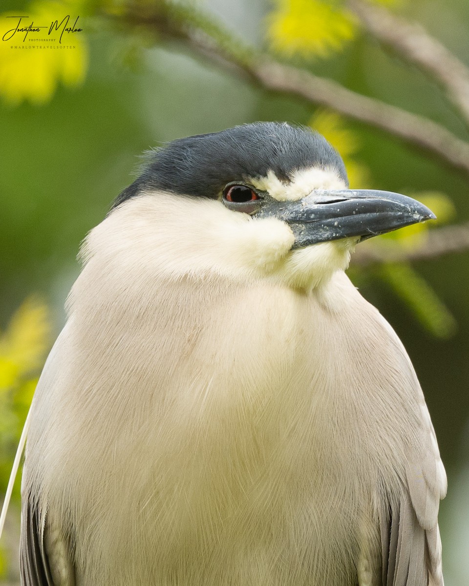 Black-crowned Night Heron - ML573765161