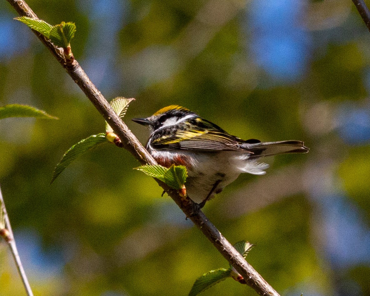 Chestnut-sided Warbler - Pat Schiller