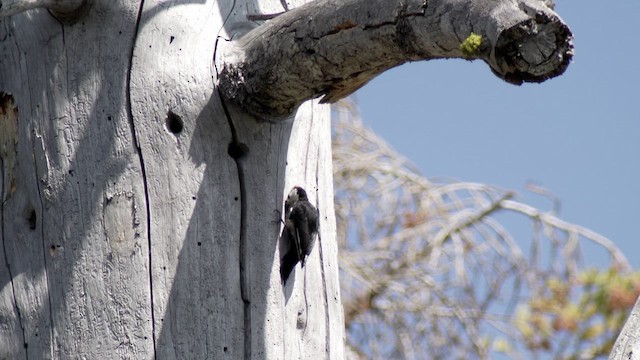 White-headed Woodpecker - ML573766081