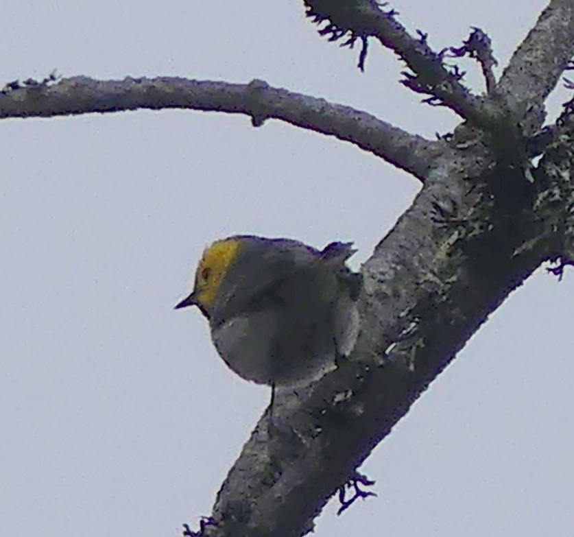 Hermit Warbler - ML573767411