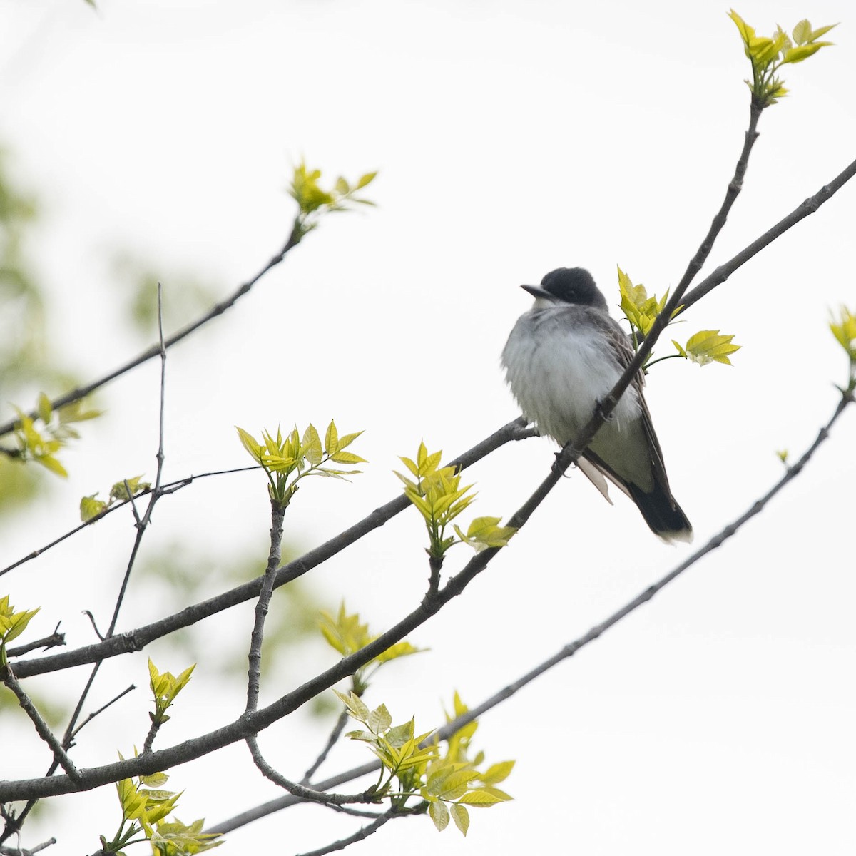 Eastern Kingbird - Christine Pelletier et (Claude St-Pierre , photos)