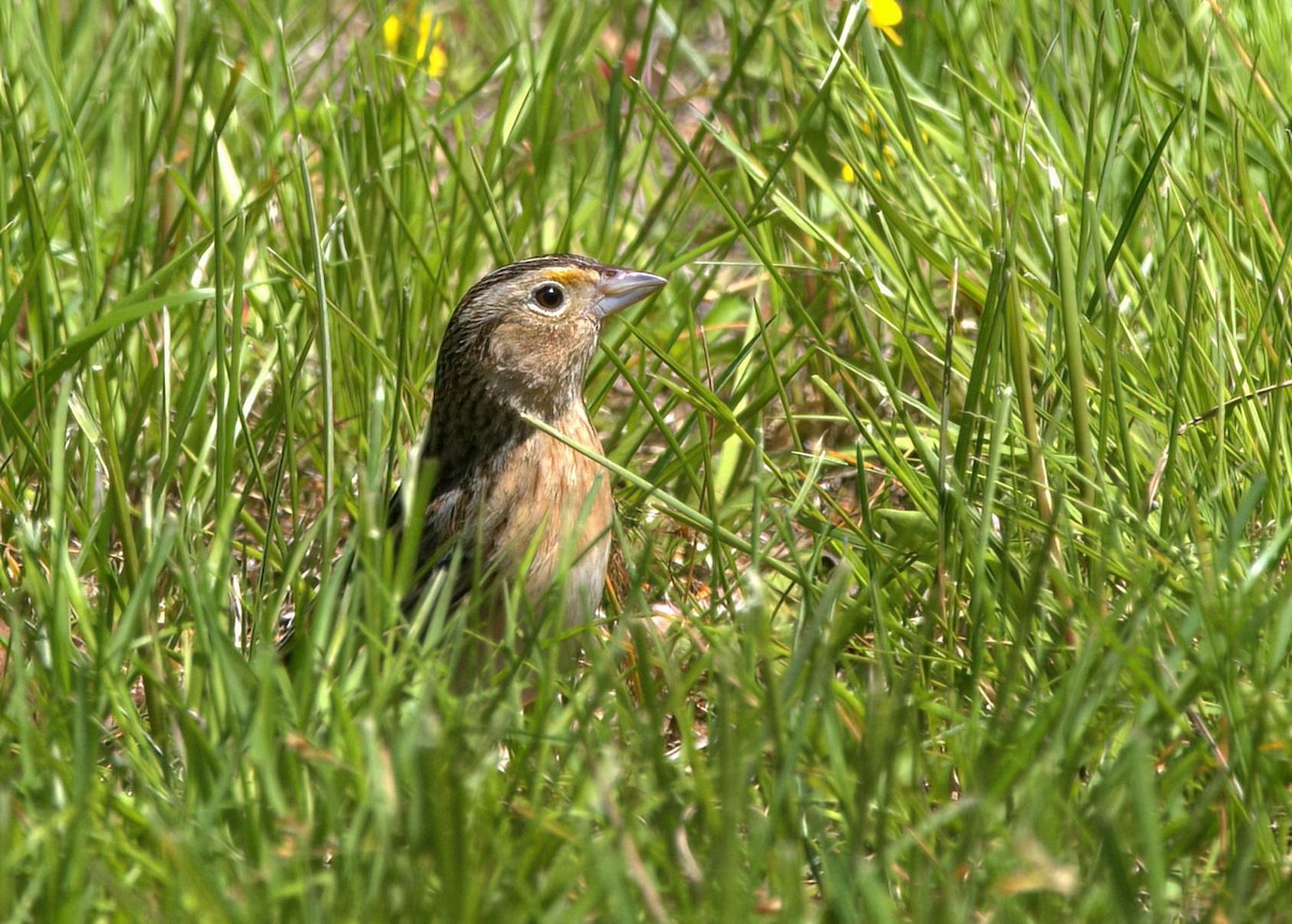 Grasshopper Sparrow - ML573767721