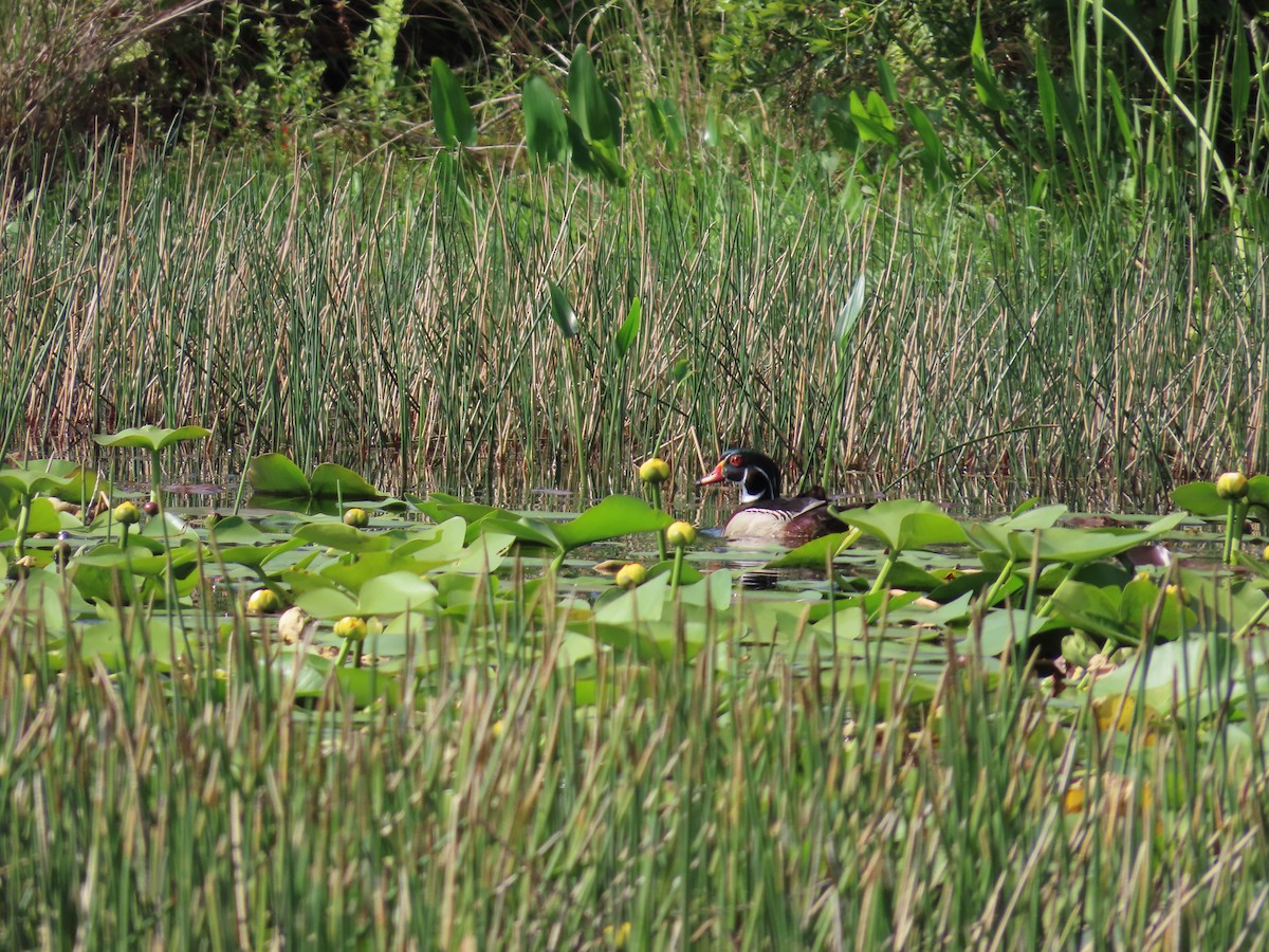 Wood Duck - ML573768031