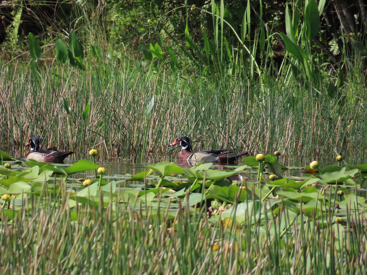 Wood Duck - ML573768041