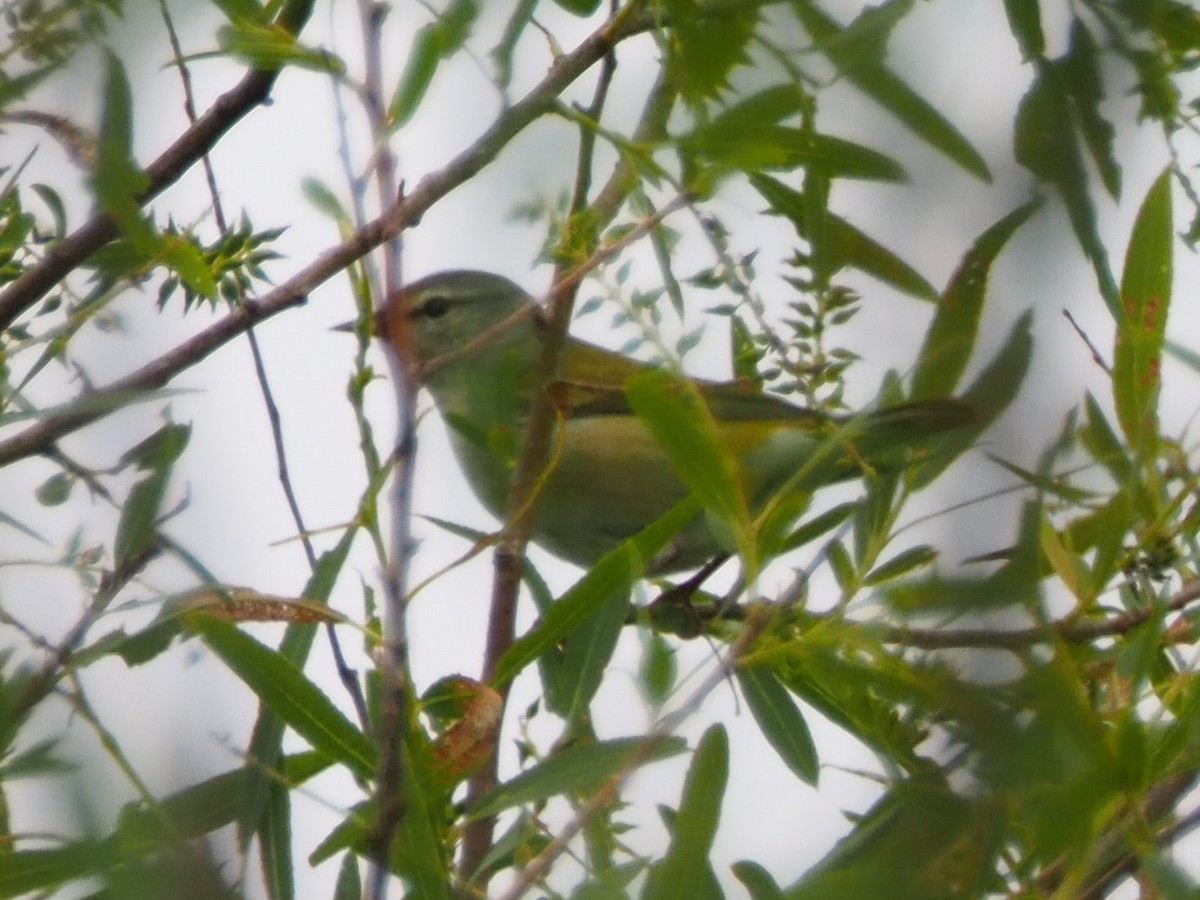 lesňáček olivový - ML573769321