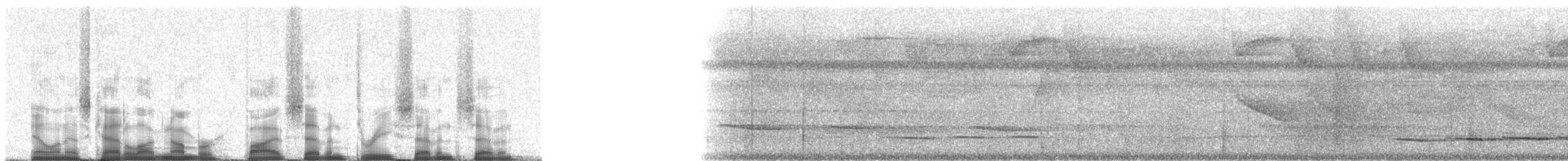 Streak-chested Antpitta (Pacific Slope) - ML57377