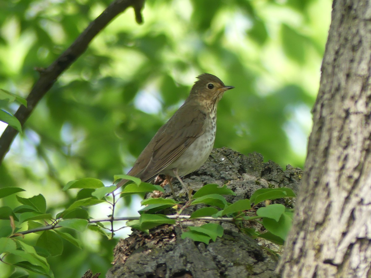 Swainson's Thrush - Lisa Potash