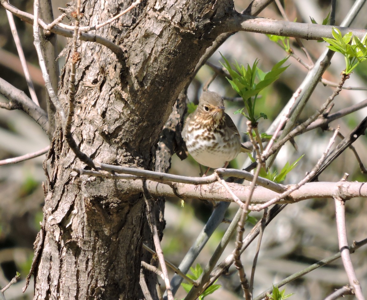 Swainson's Thrush - ML57377151