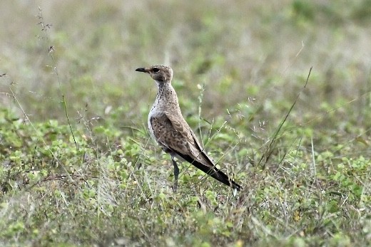 Australian Pratincole - ML573771631