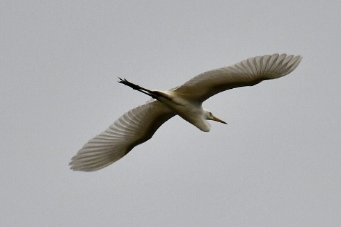 Great Egret - ML573771831