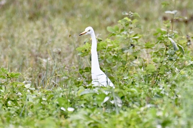 Plumed Egret - ML573771941