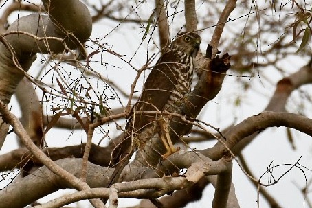 Collared Sparrowhawk - Russell Waugh