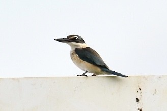 Sacred Kingfisher - ML573772181