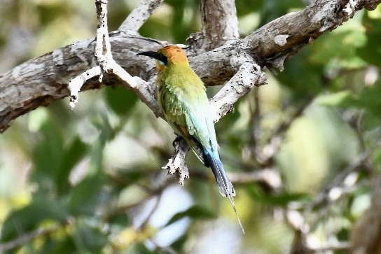 Rainbow Bee-eater - Russell Waugh